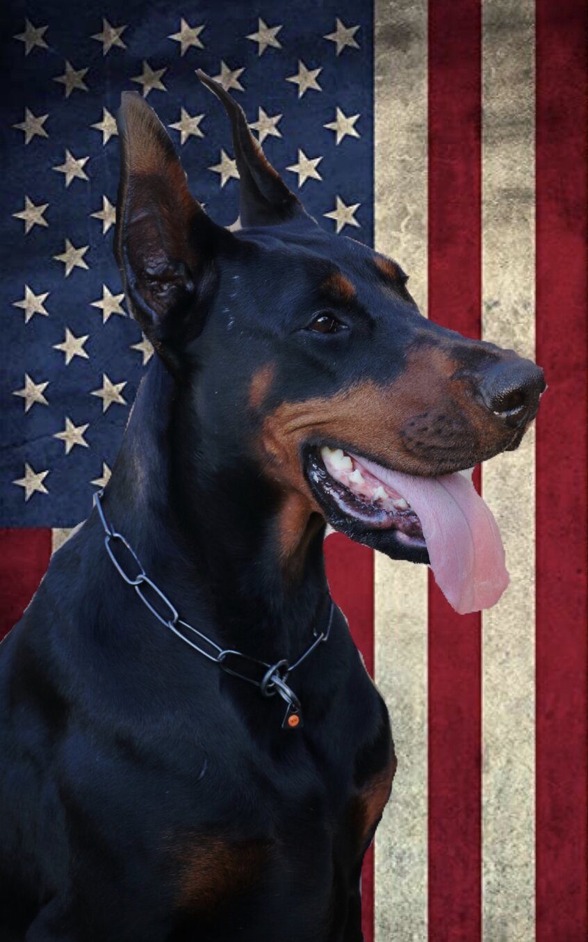 doberman