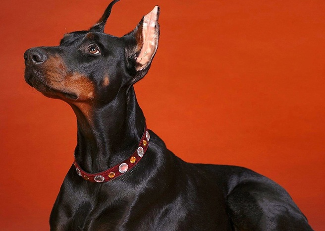 Doberman 